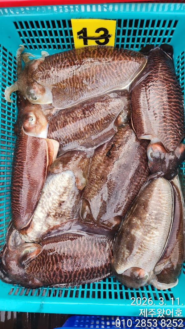 제주왔어호_사진_20260312_10.jpg