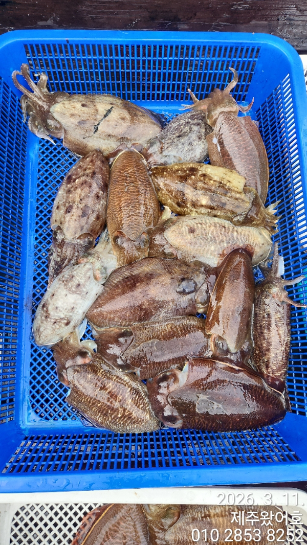 제주왔어호_사진_20260312_8.jpg