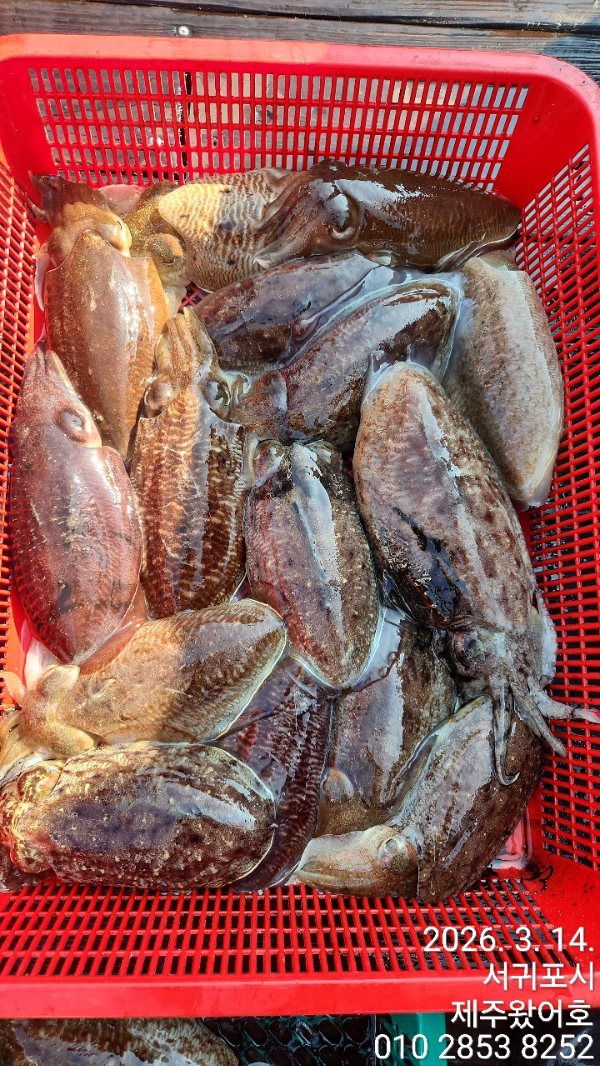 제주왔어호_사진_20260315_7.jpg