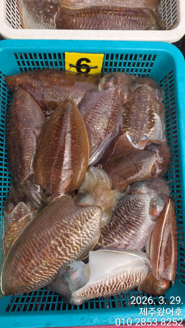 제주왔어호_사진_20260329_3.jpg