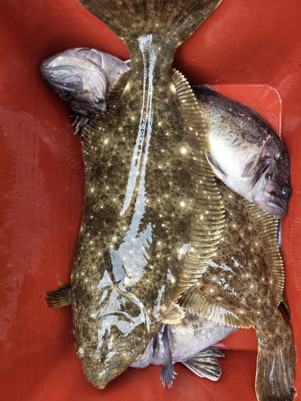 군산 선상낚시, 바다낚시 출조 전문 ☆서군산낚시☆_사진_20260328_11.jpg