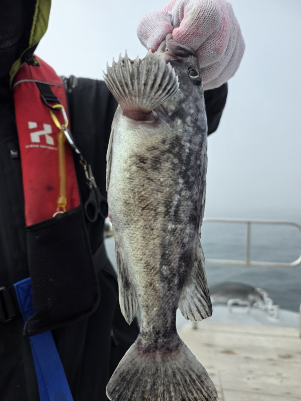 군산 선상낚시, 바다낚시 출조 전문 ☆서군산낚시☆_사진_20260328_6.jpg