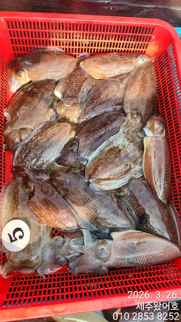 제주왔어호_사진_20260327_7.jpg