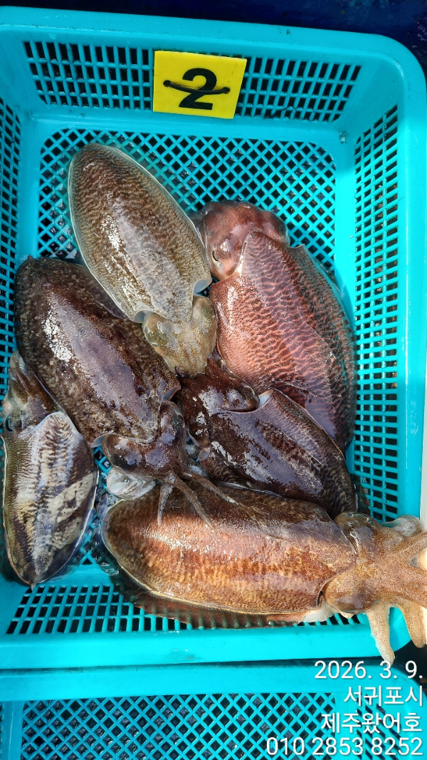 제주왔어호_사진_20260310_4.jpg