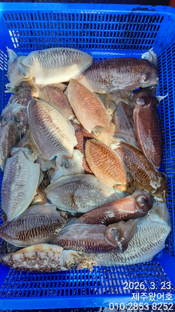 제주왔어호_사진_20260324_1.jpg