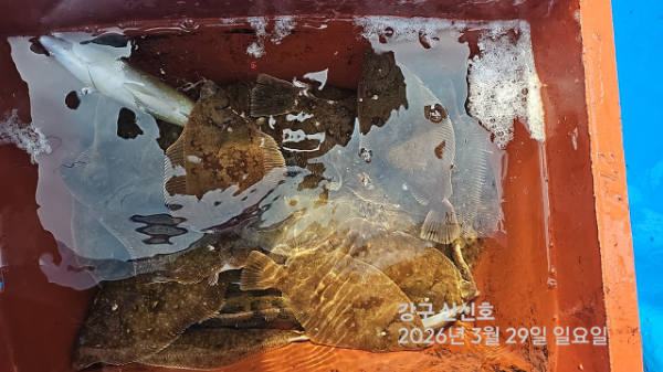 신신낚시 강구점 신신호_사진_20260329_13.jpg