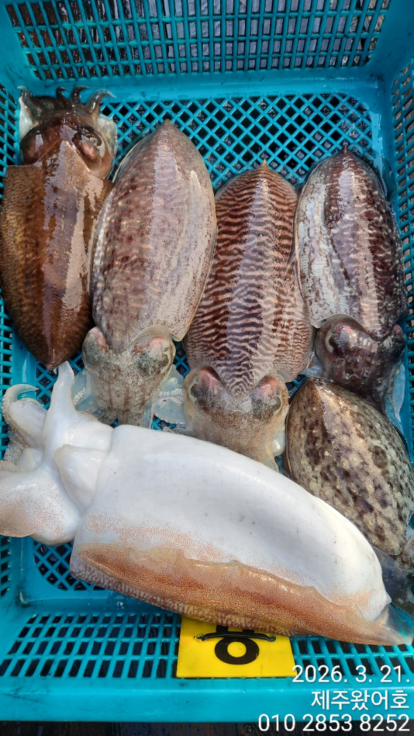 제주왔어호_사진_20260322_6.jpg