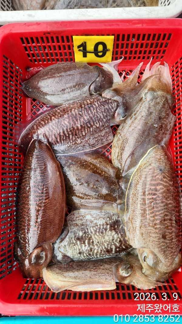 제주왔어호_사진_20260310_8.jpg