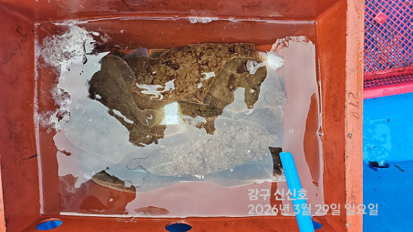 신신낚시 강구점 신신호_사진_20260329_18.jpg