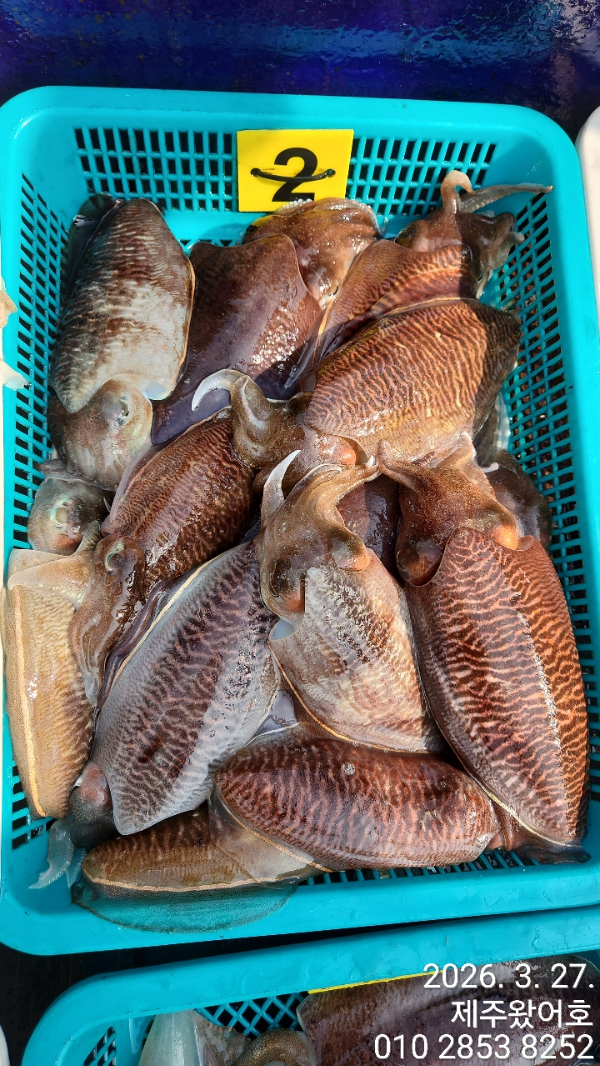 제주왔어호_사진_20260328_3.jpg