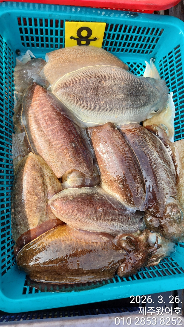 제주왔어호_사진_20260327_10.jpg