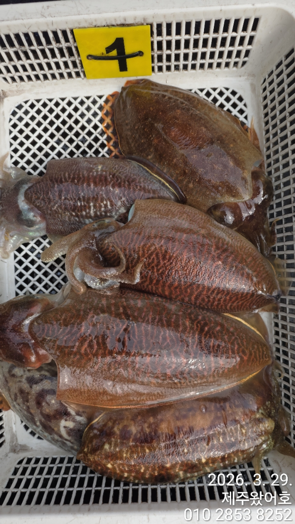 제주왔어호_사진_20260329_8.jpg