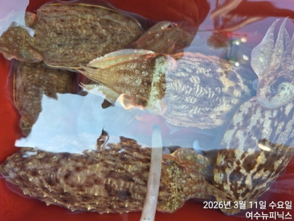 3월11일심해갑 (37).jpg