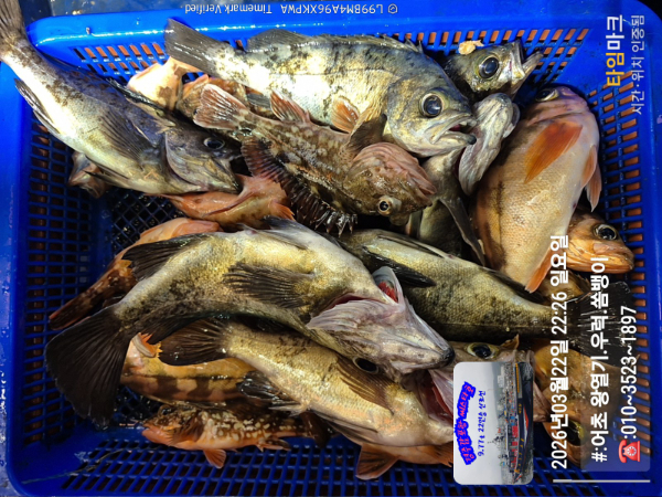 2026-03-22 22.26.03__(#-어초 왕열기.우럭.쏨뱅이)_(-010~3523~1897).jpg