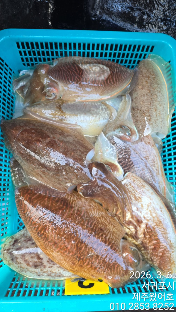 제주왔어호_사진_20260307_7.jpg