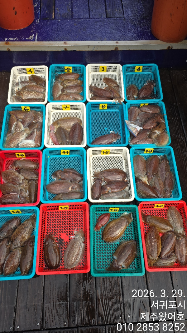 제주왔어호_사진_20260329_1.jpg