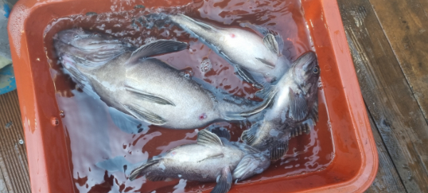 안산 포세이돈호_사진_20260314_19.jpg