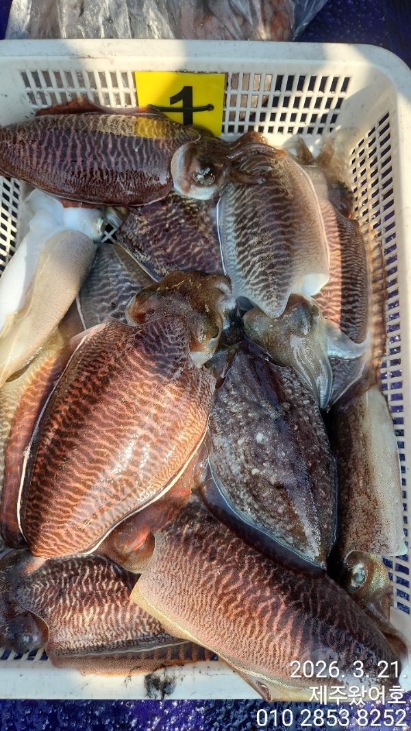 제주왔어호_사진_20260322_4.jpg