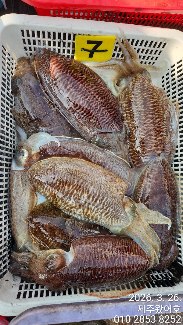 제주왔어호_사진_20260327_11.jpg