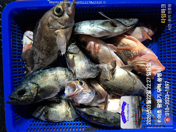 2026-03-22 22.27.04__(#-어초 왕열기.우럭.쏨뱅이)_(-010~3523~1897).jpg