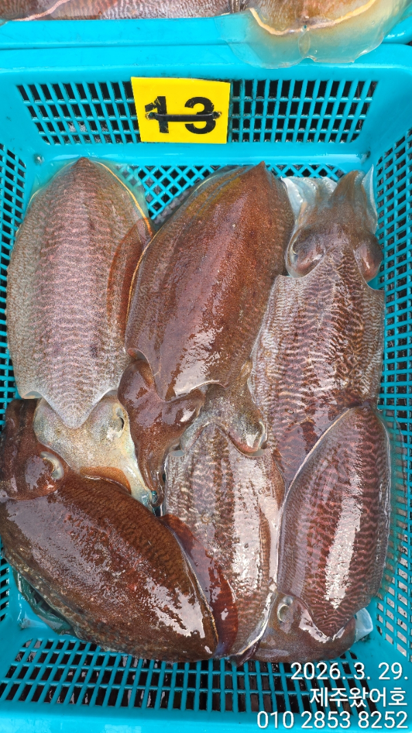 제주왔어호_사진_20260329_6.jpg
