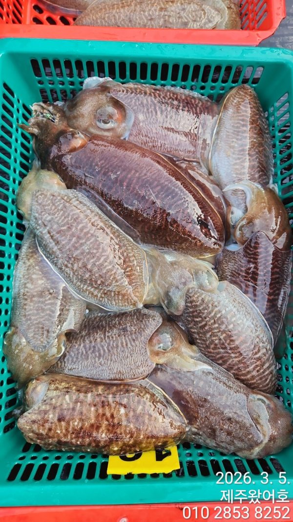 제주왔어호_사진_20260306_5.jpg