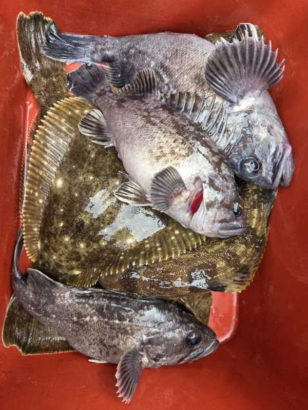 군산 선상낚시, 바다낚시 출조 전문 ☆서군산낚시☆_사진_20260328_13.jpg