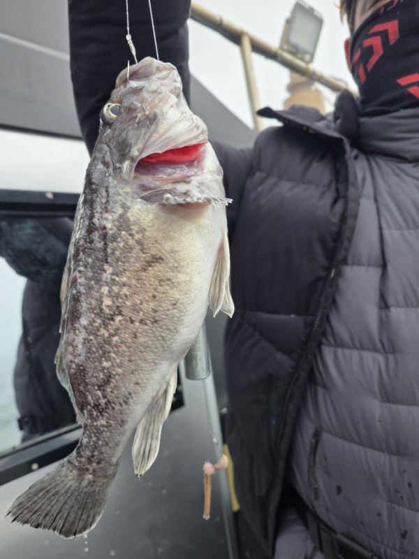 군산 선상낚시, 바다낚시 출조 전문 ☆서군산낚시☆_사진_20260328_10.jpg