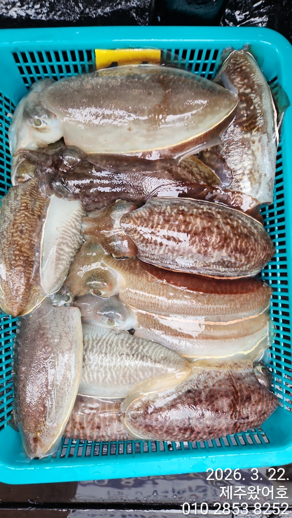 제주왔어호_사진_20260323_5.jpg