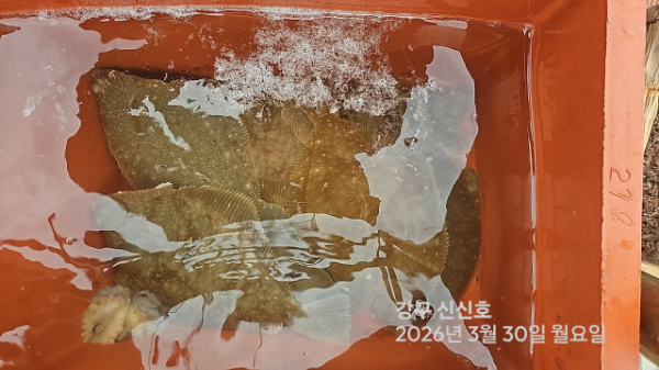 신신낚시 강구점 신신호_사진_20260330_20.jpg