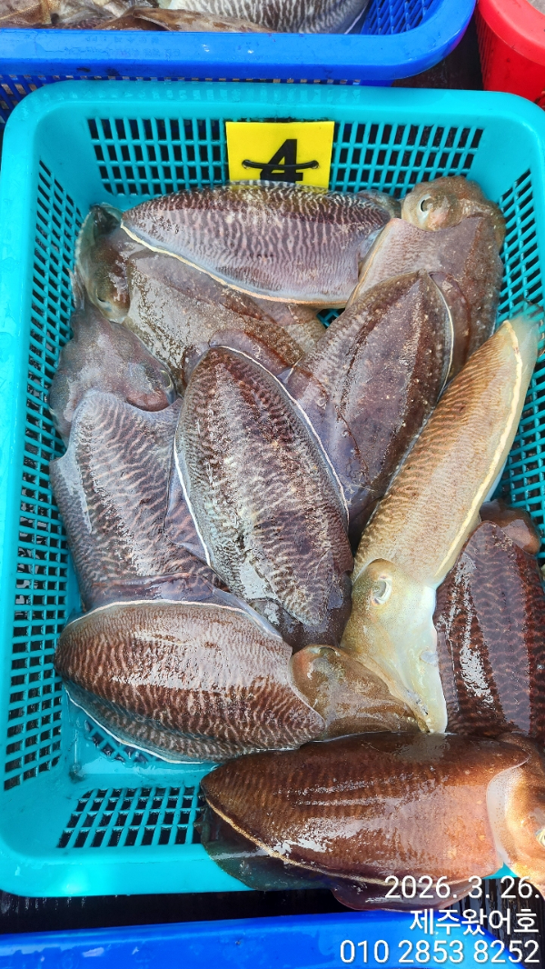 제주왔어호_사진_20260327_9.jpg