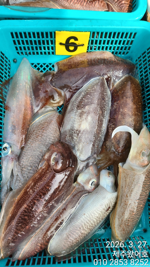 제주왔어호_사진_20260328_6.jpg