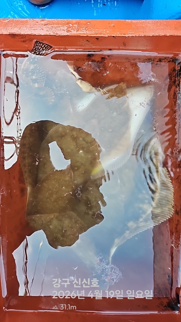 신신낚시 강구점 신신호_사진_20260419_19.jpg