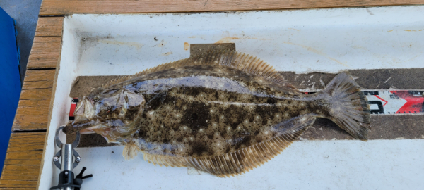 예지퀸호 농어외수질&어초낚시 경기인천권_사진_20260426_12.jpg