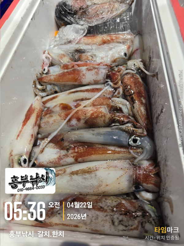 2026-04-22 05.36.48__(-흥부낚시  갈치.한치).jpg