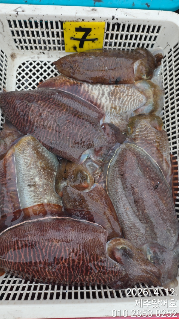 제주왔어호_사진_20260412_7.jpg