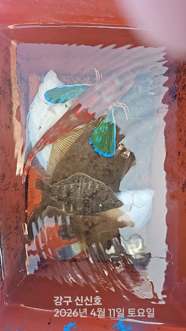 신신낚시 강구점 신신호_사진_20260411_18.jpg