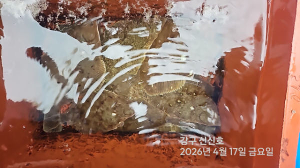 신신낚시 강구점 신신호_사진_20260417_13.jpg