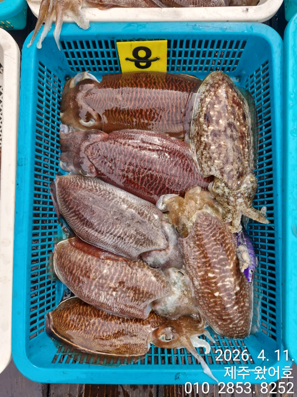 제주왔어호_사진_20260411_5.jpg