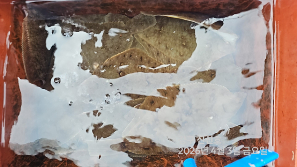 신신낚시 강구점 신신호_사진_20260403_15.jpg