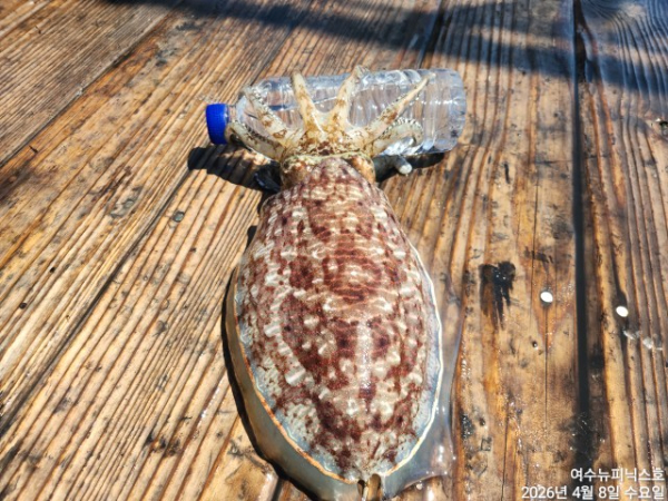 4월8일심해갑 (26).jpg