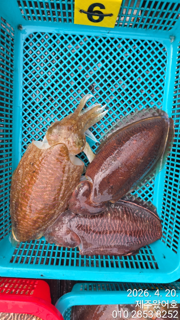 제주왔어호_사진_20260420_13.jpg
