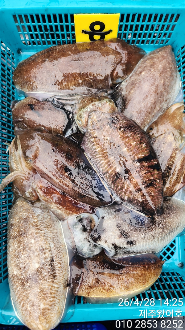 제주왔어호_사진_20260429_5.jpg