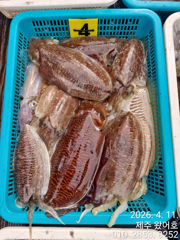 제주왔어호_사진_20260411_4.jpg
