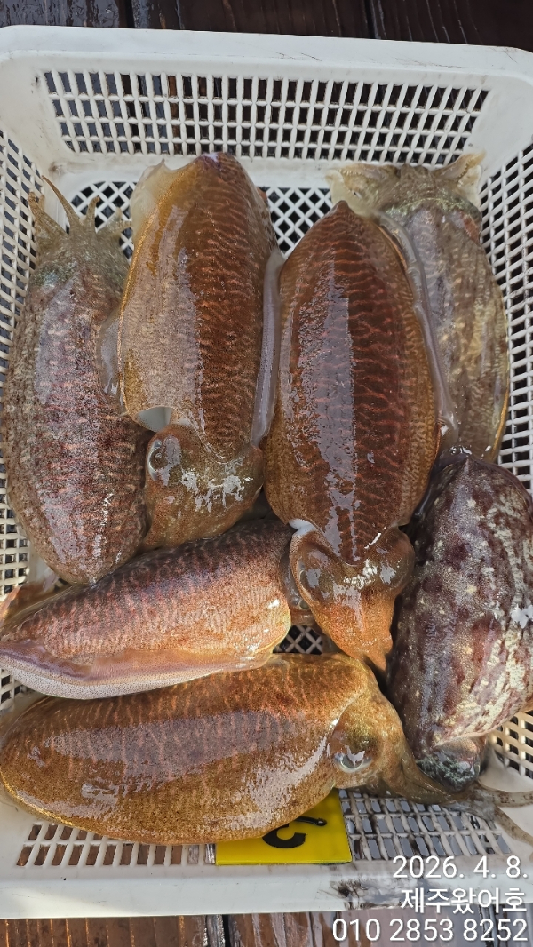 제주왔어호_사진_20260409_3.jpg