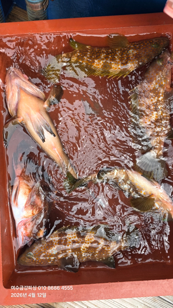 여수금강피싱_사진_20260412_35.jpg