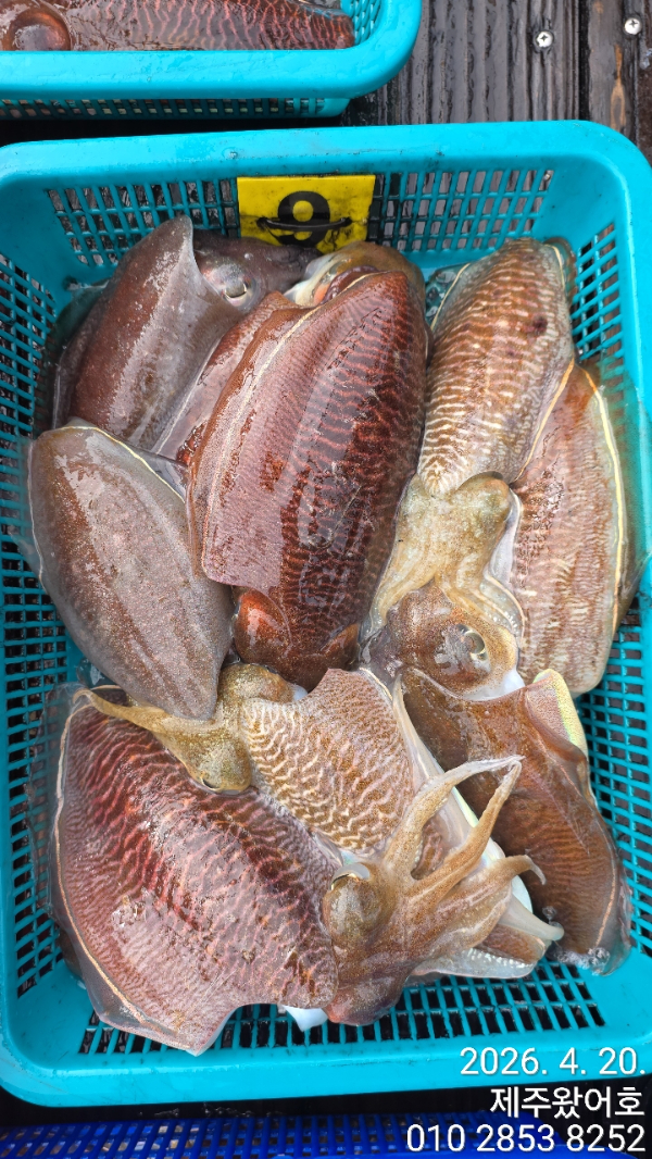 제주왔어호_사진_20260420_9.jpg