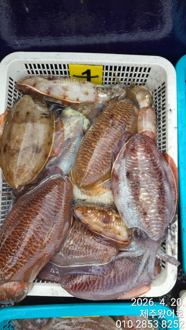 제주왔어호_사진_20260420_4.jpg