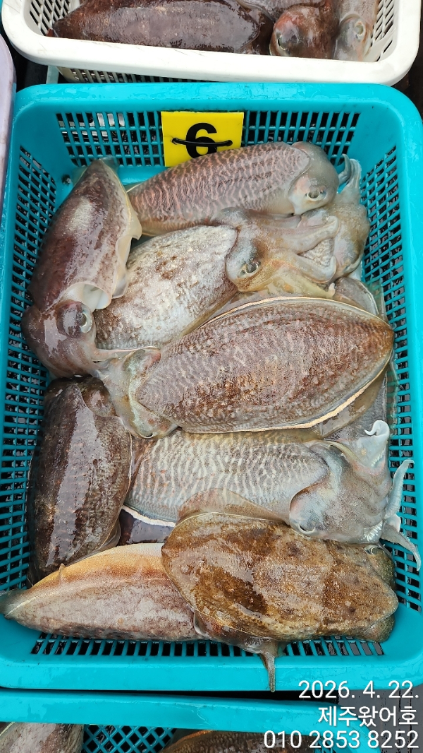제주왔어호_사진_20260423_6.jpg