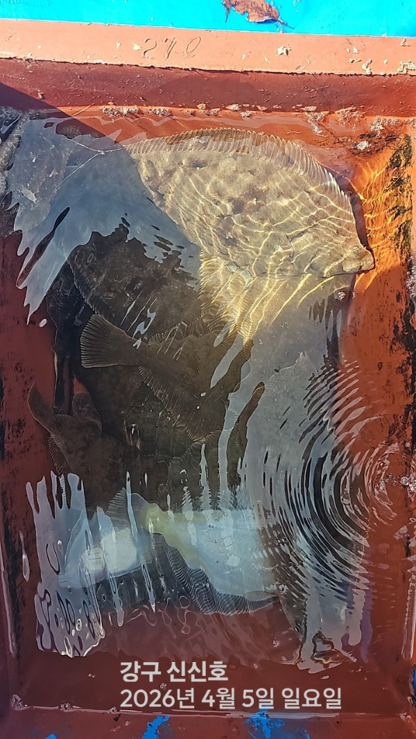 신신낚시 강구점 신신호_사진_20260405_18.jpg